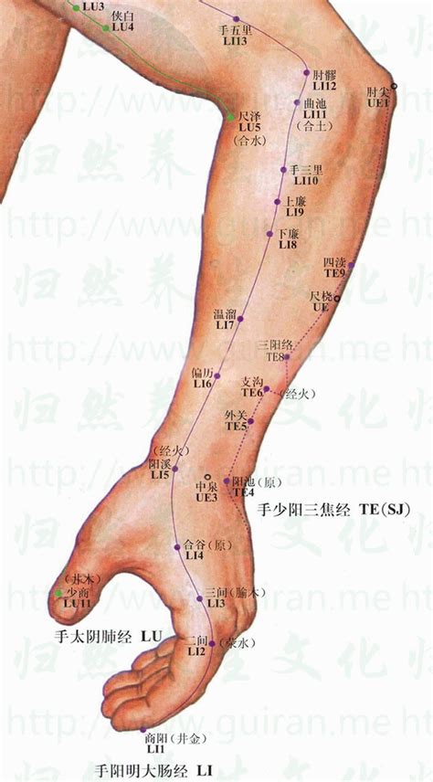 上廉穴|醫砭 » 經穴庫 » 上廉